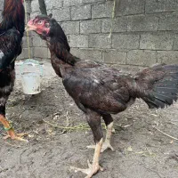 مرغ تاج مهر