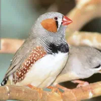 پرنده فنچ پاکستانی