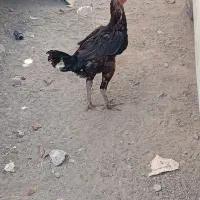 مرغ