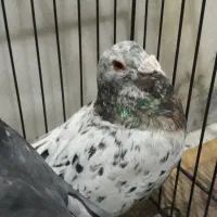 کبوتر َ مسافتی   ( گرفتنی )