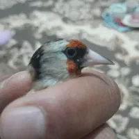 فروش یامعاوضه دوعددماده دورگ سرسیاه