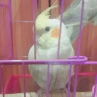 عروس هلندی ابلق|پرنده|بومهن, |دیوار