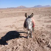 الاغ جوان گله ای