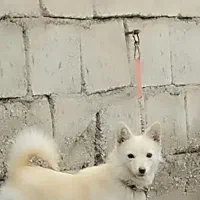 پا کوتاه سرابی ماده|سگ|سراب, |دیوار