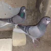 ۳ جفت خرقه|پرنده|اصفهان, جاوان|دیوار