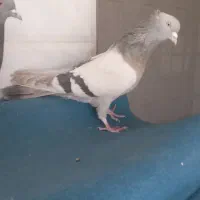 کبوتر اصفهانی