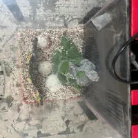 اکواریومکامل و شیک|ماهی|ایلام, |دیوار