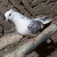 کبوترپرشی ۶۰طوق