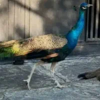 جوجه طاووس
