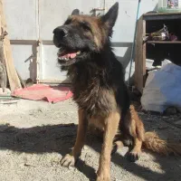 سگ ژرمن شپرد|سگ|بابا حیدر, |دیوار