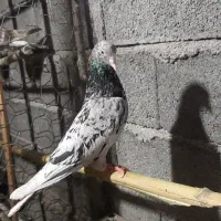 کبوتر. کفتر پرشی