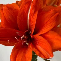 خط تلفن ثابت