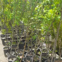 درخت نهال میوه اصلاح شده|گل و گیاه طبیعی|چهاردانگه (تهران), |دیوار