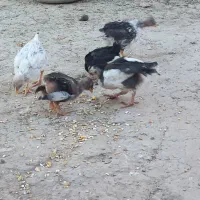 جوجه گلین