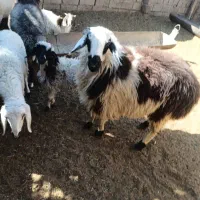 قوچ بره ماده|حیوانات مزرعه|بافت, |دیوار