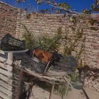 مرغ|حیوانات مزرعه|خاش, |دیوار