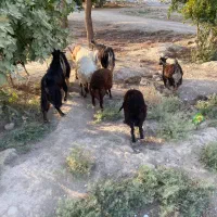 گوسفند میش و بره بز و بزغاله بره نر