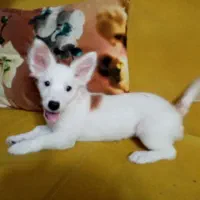 سگ بازیگوش|سگ|نیشابور, دارایی|دیوار