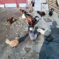 فروش مرغ و خروس