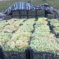 انگور عسگری و گوجه|خوردنی و آشامیدنی|قم, قلعه کامکار|دیوار