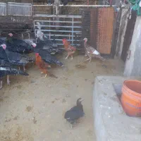 بوقلمون وغاز|حیوانات مزرعه|تربتحیدریه, پایانه مسافربری تربت حیدریه|دیوار