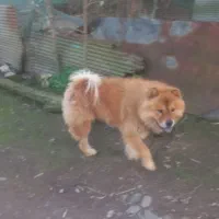 سگ چاو چاو|سگ|کوچصفهان, |دیوار