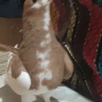 چپ زرد شهری