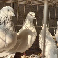 کبوتر پلاکی و رنگی سری ۳۰۰