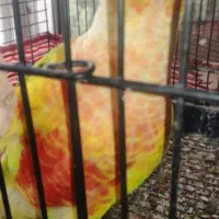 تعداد چهار عدد گرینچیک سخنگو