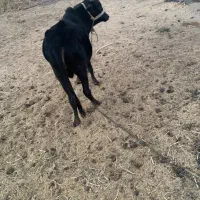 فروش دو عدد نر گاو چاق گوشتی|حیوانات مزرعه|چاه داد خدا, |دیوار