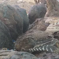 بوقلمون پنج ماهه