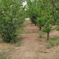 فروش زمین ۷۸۵ متری محدود پل زمانخان ۴کیلومتر پل|فروش زمین و ملک کلنگی|شاهین‌شهر, فدک|دیوار