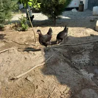 جوجه مرغ