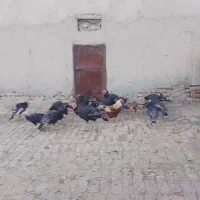 فروش تعدادی پرنده|پرنده|اشتهارد, |دیوار