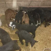 بز و میش|حیوانات مزرعه|سربیشه, |دیوار