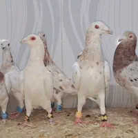 ۱۶تاسار گردن زرد همه نر|پرنده|مشهد, قائم|دیوار