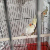 دو عدد عروس هلندی بسیار زیبا و سالم|پرنده|مشهد, فتح المبین|دیوار