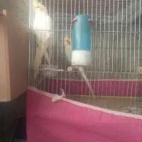 یک جفت عروس هلندی