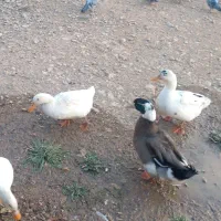 اردک|حیوانات مزرعه|یاسوج, |دیوار