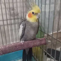 فروش  دو عدد  عروس  ۱۳۰۰