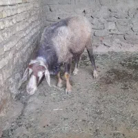 قوچ کار تیز ران ضمانتی