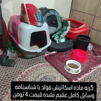 گربه ماده اسکاتیش فولد یکساله|گربه|پردیس, فاز ۳|دیوار
