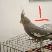 عروس هلندی جوان