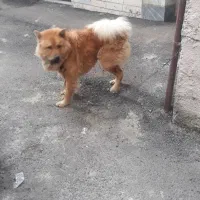 یک عدد سگ نژادداراصیل چاوچاوبه فروش میرسد|سگ|رشت, کوی مهر|دیوار