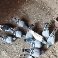 کفتر سبز آلمانی|پرنده|کاشمر, |دیوار