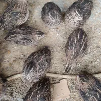 بلدرچین گوشتی و تخمگذار|حیوانات مزرعه|سمیرم, |دیوار