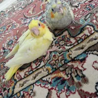 جوجه عروس هلندی