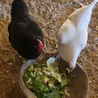 مرغ