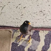 مرغ مینا واسه مهدی هست