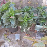 گل و گیاه|گل و گیاه طبیعی|دلیجان, |دیوار